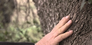 XYLELLA, AGRINSIEME: SUPERARE AL PIÙ PRESTO L’IMPASSE, DOPO LO STOP AL PIANO SILLETTI ORA SI RISCHIA L’INFRAZIONE UE